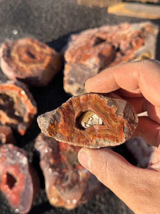 Dryhead Premium specimen rough