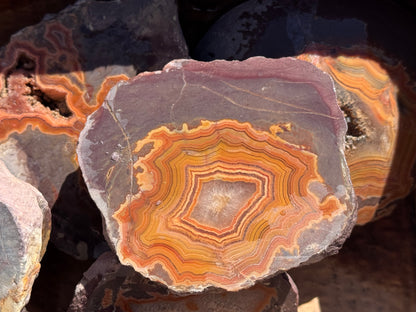 Dryhead Premium specimen rough