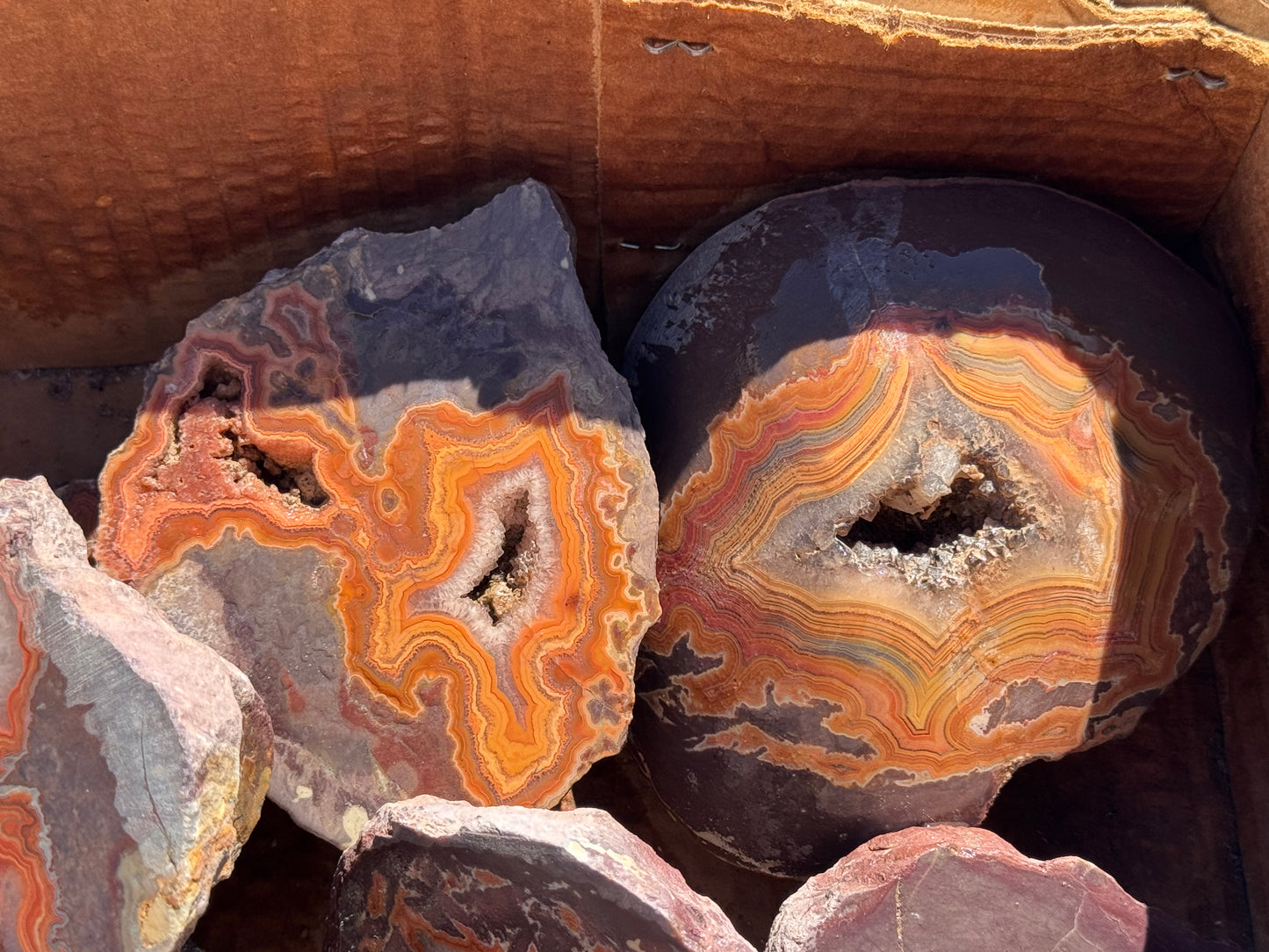 Dryhead Premium specimen rough
