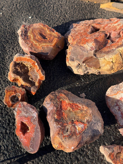 Dryhead Premium specimen rough