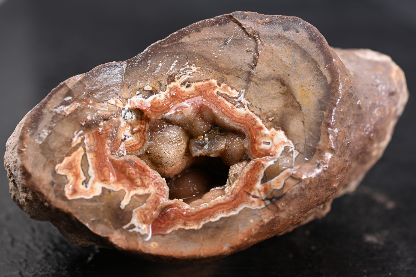 Dryhead Premium specimen rough